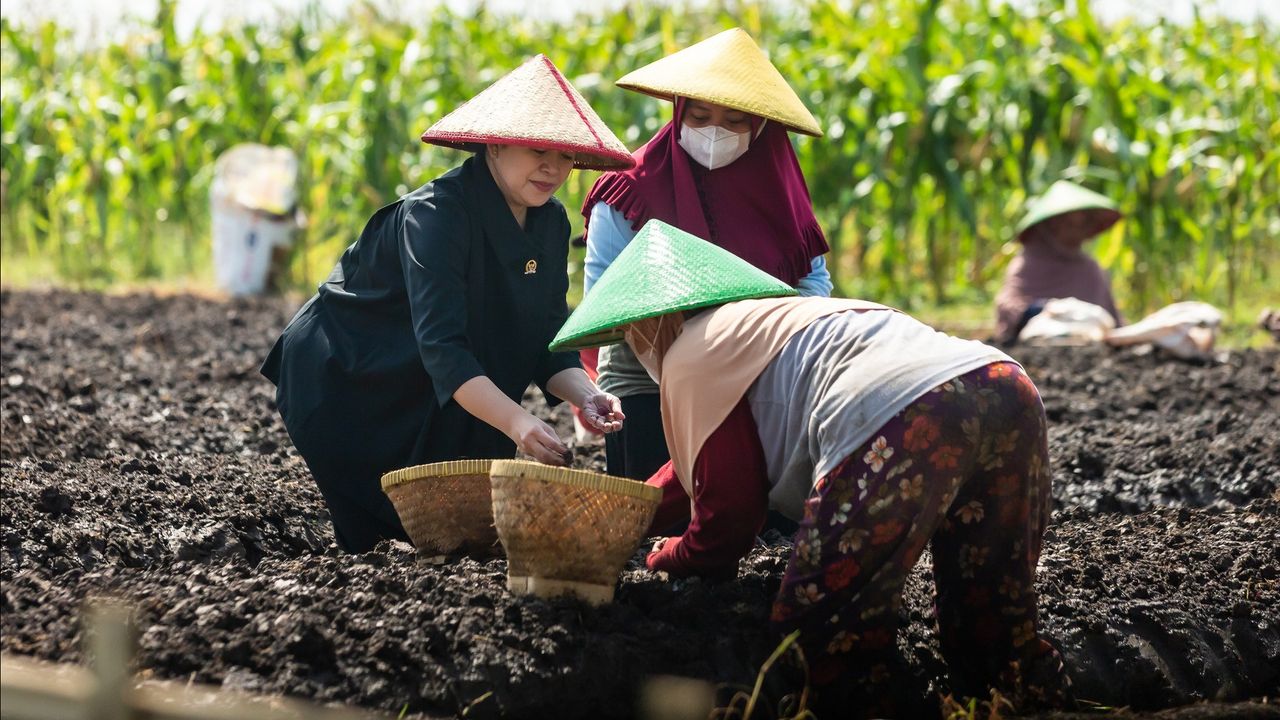 Puan Maharani Terabas Hujan dan Panas Demi Dekat dengan Petani, Hebat atau Tidak?