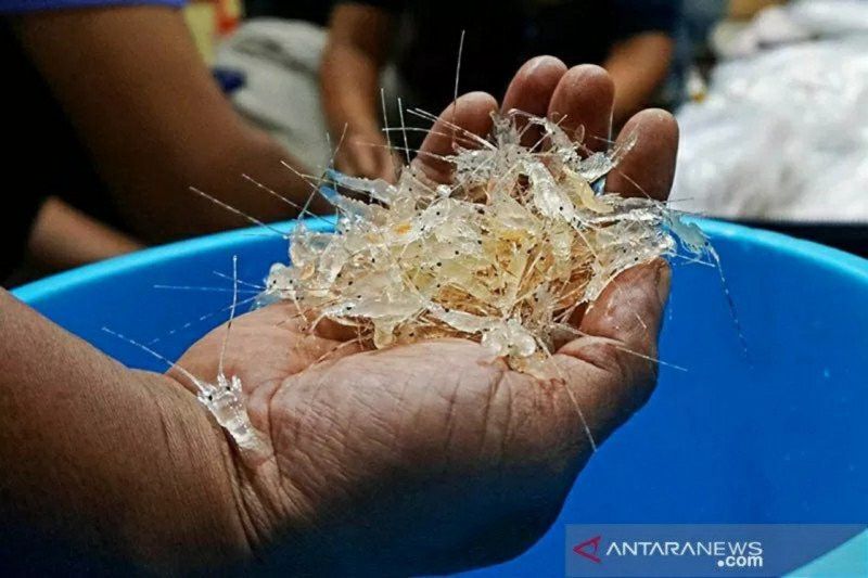 Urgensi Peraturan Menteri KP Nomor 59/2020 Soal Ekspor Benih Lobster Perlu Dicabut
