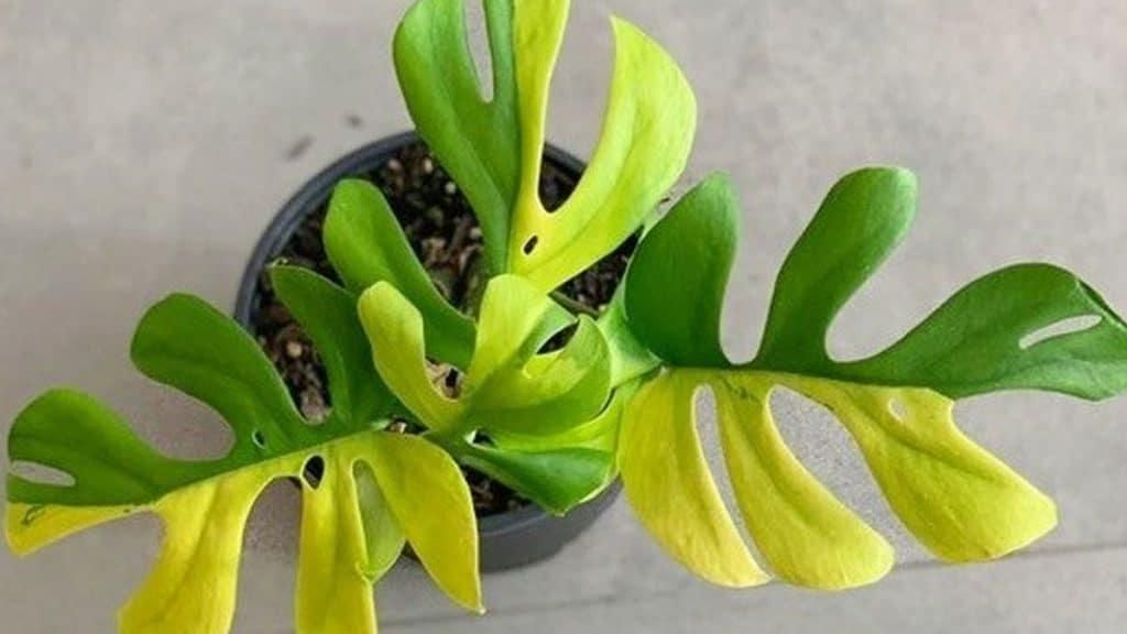 Variegata philodendron minima (Foto: Planted Shack)