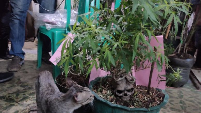 Pemilik Kebun Ganja Cengkareng Ngaku Beli Bibit Online, Disimpan di Loteng Rumah