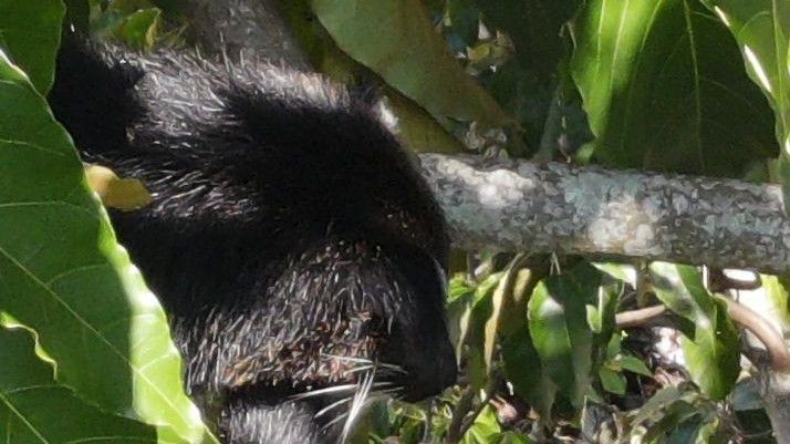 Bukan Beruang Madu, Satwa yang Muncul di Lokasi Bencana di Agam Hanya Binturong