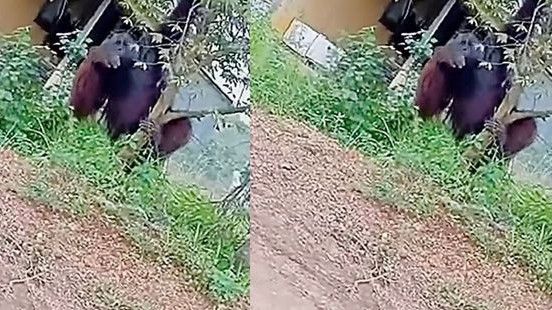 Viral Makhluk Diduga Orang Utan Raksasa Berkeliaran di Pinggir Jalan Kalimantan Timur