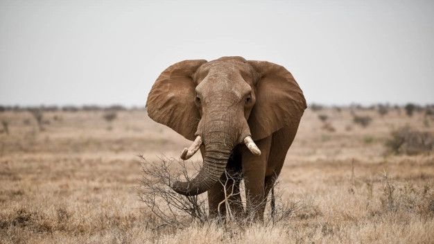 Perdagangan Gading Gajah Internasional Seharga Rp49 Miliar Berhasil Diungkap dari Tes DNA