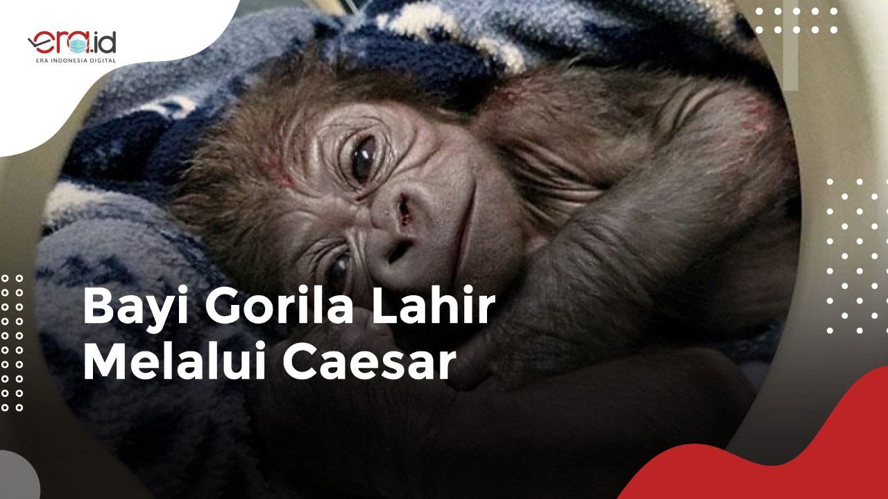 Lucu, Bayi Gorila Ini Lahir Lewat Proses Caesar dan Selamat