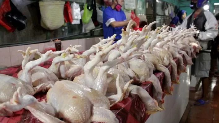 Kemendag Pastikan Harga Daging Ayam Sudah Kembali Normal