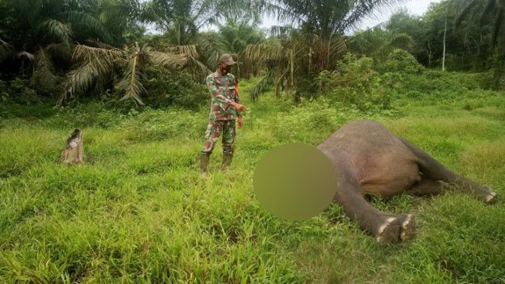 Miris! Seekor Gajah Sumatera Ditemukan Mati Tanpa Kepala di Perkebunan Sawit Aceh Timur
