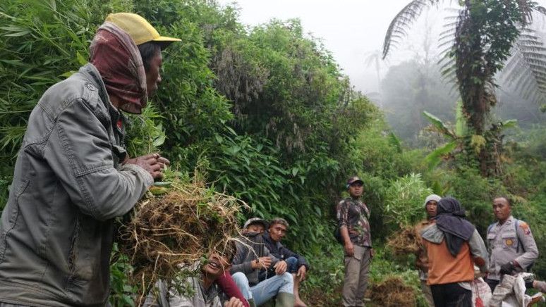 4 Titik Lahan Ganja Ditemukan di Lereng Gunung Semeru, 40 Ribu Tanaman Disita