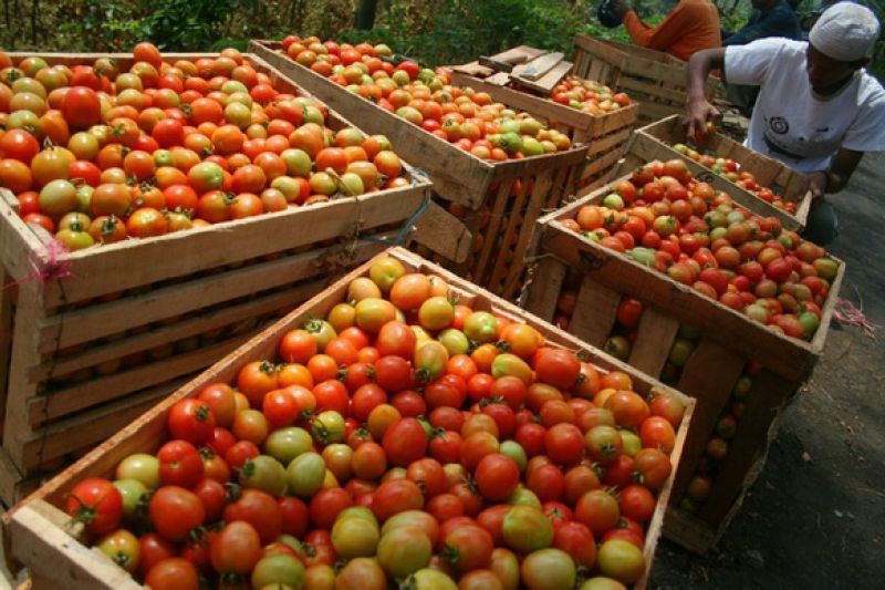 Harga Tomat Anjlok, Petani Buang Ratusan Kilogram Tomat ke Jurang