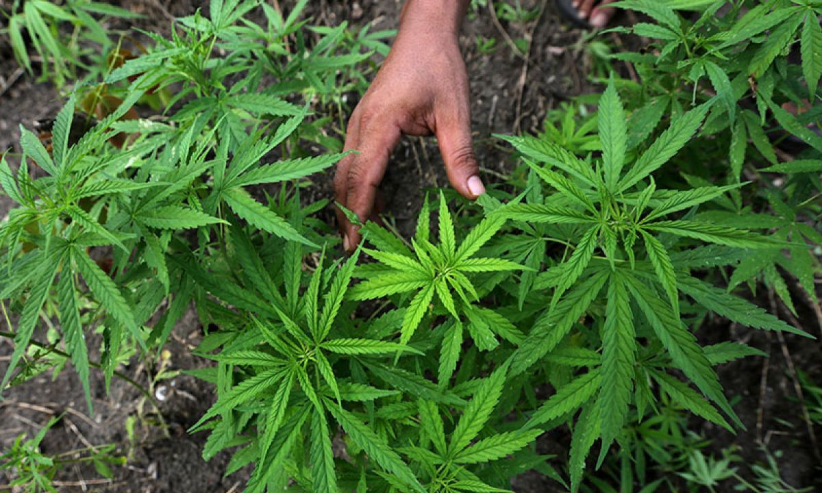 TNI Dikagetkan dengan Ratusan Pohon Ganja yang Tumbuh Subur di Pegunungan Papua