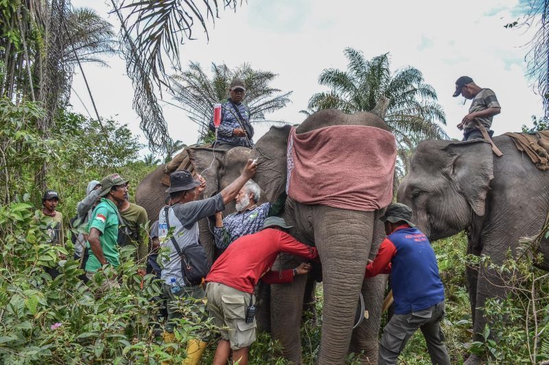 Tiga Gajah Liar Sumatera Dipasang GPS, BBKSDA Riau Jelaskan Tujuannya