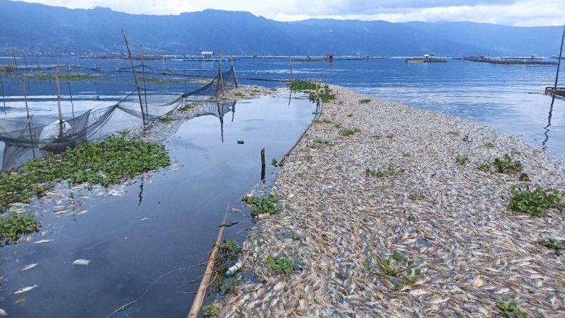 Terungkap! Penyebab Ribuan Ikan di Danau Maninjau Mati Mendadak, Petani Keramba: Akibat Belerang