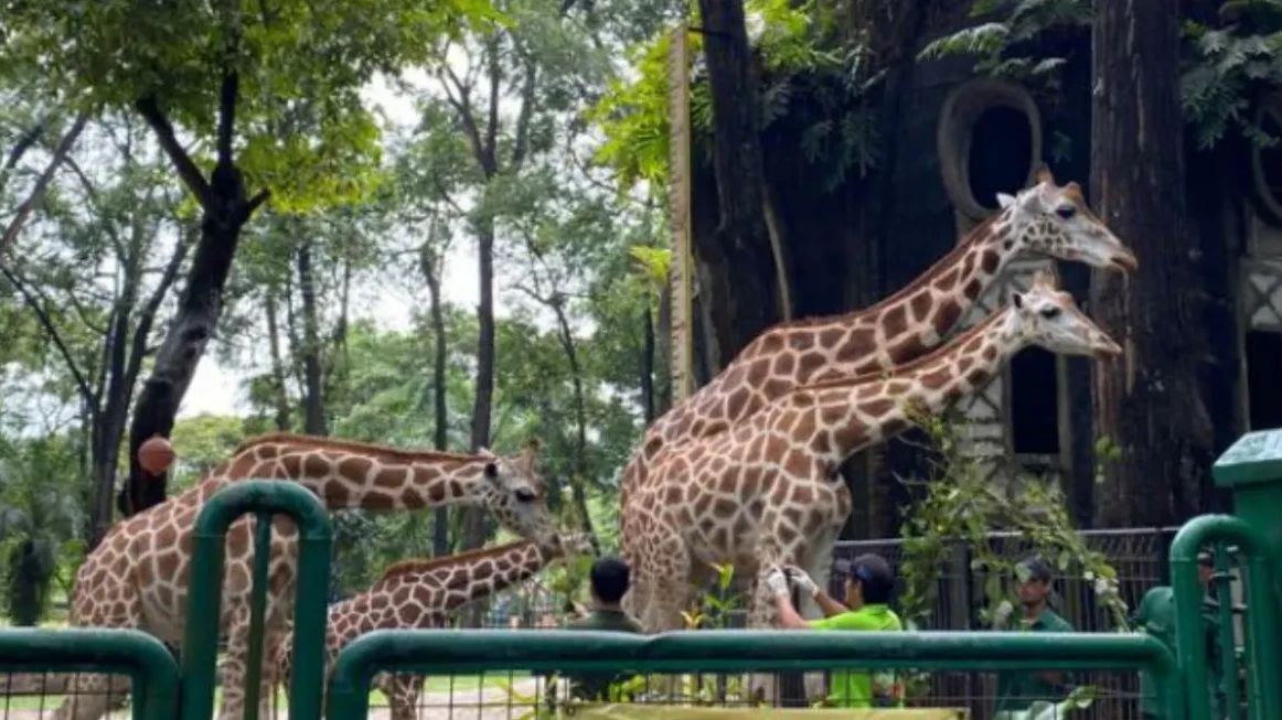 Taman Margasatwa Ragunan Buka hingga Malam Hari Mulai 11 Oktober