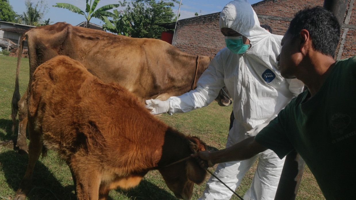 Vaksinasi PMK di Solo Terkendala Ternak yang Dilepas Pemiliknya