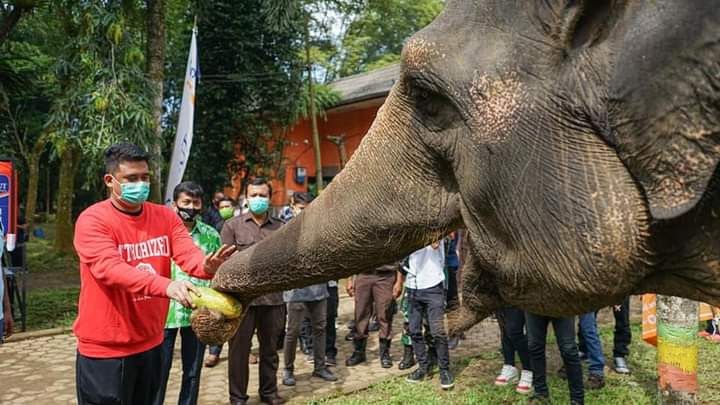 Bobby Nasution Gandeng Raffi Ahmad hingga Rudy Salim untuk Renovasi Medan Zoo