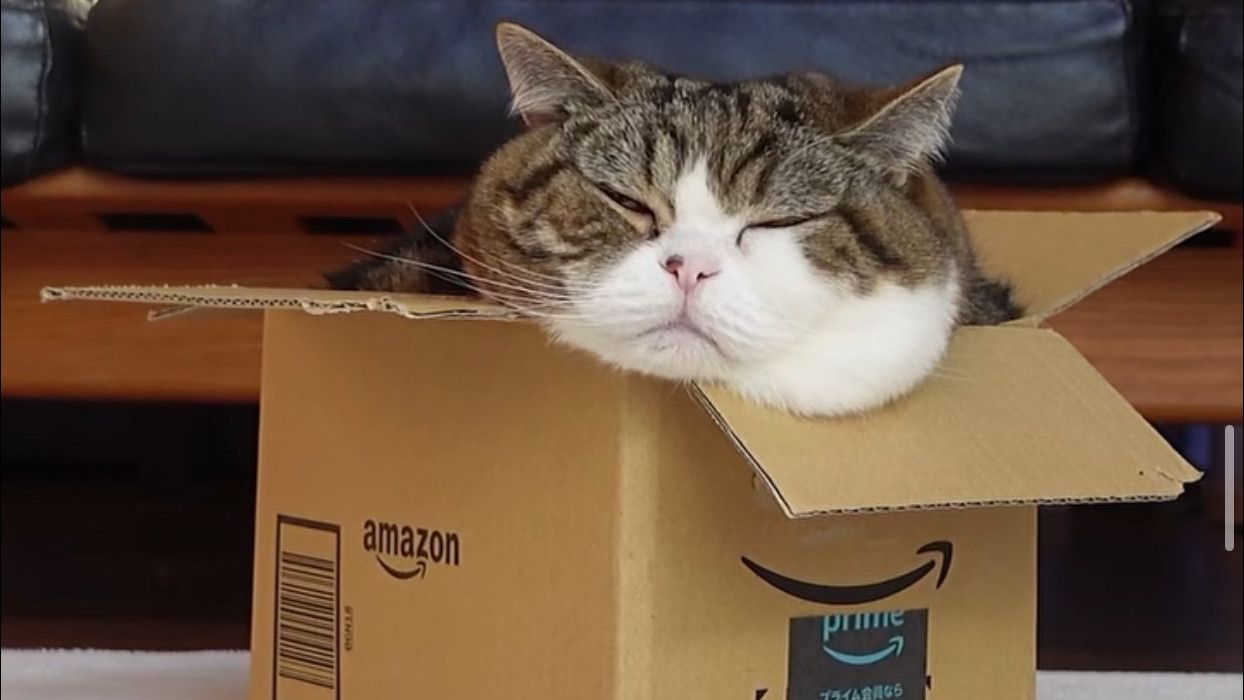 Kucing Viral Pecinta Kardus Maru Meninggal Dunia di Usia 18 Tahun