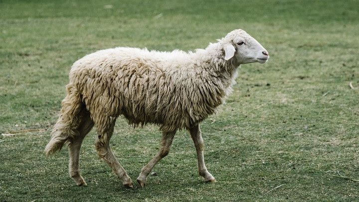 Yunani Dilanda Wabah Kambing, Kementerian Larang Pemindahan Hewan dari Peternakan