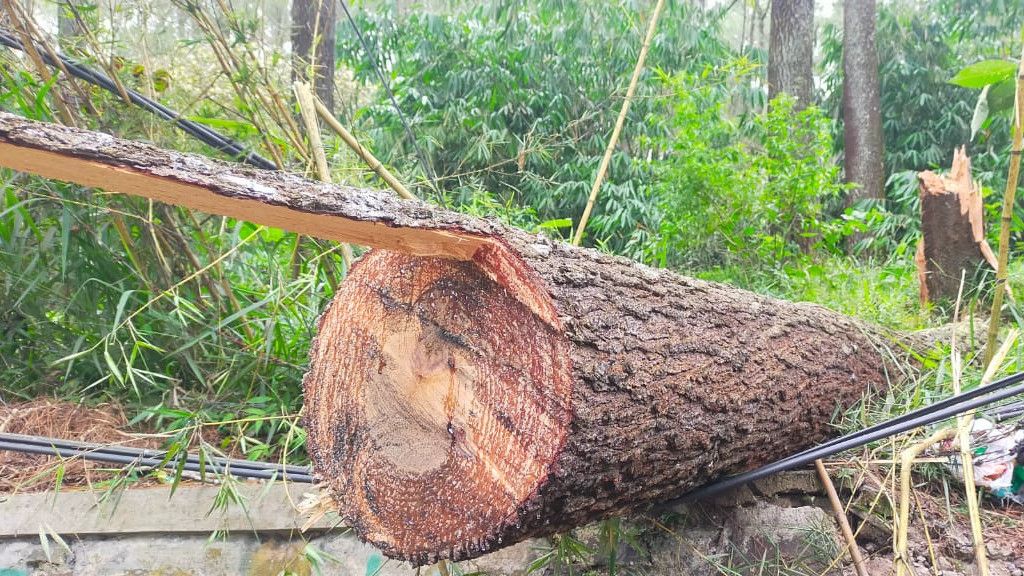 Pengendara Motor Tewas Tertimpa Pohon Tumbang di Kawasan Wisata Lembang