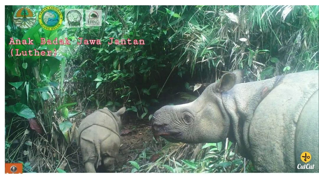Dua Anak Badak Jawa Lahir di Taman Nasional Ujung Kulon