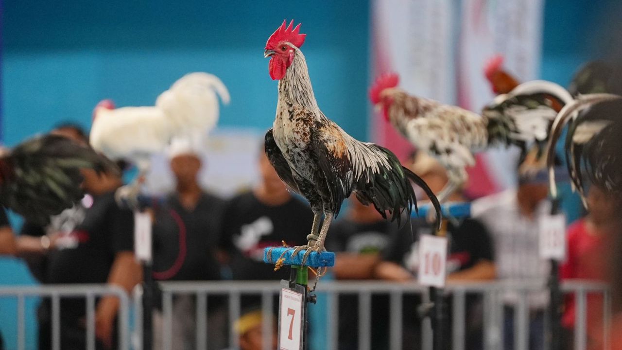 Pj Gubernur Bahtiar Ingin Suatu Saat Ayam Ketawa Bisa Jadi Ole-ole Khas Sulsel