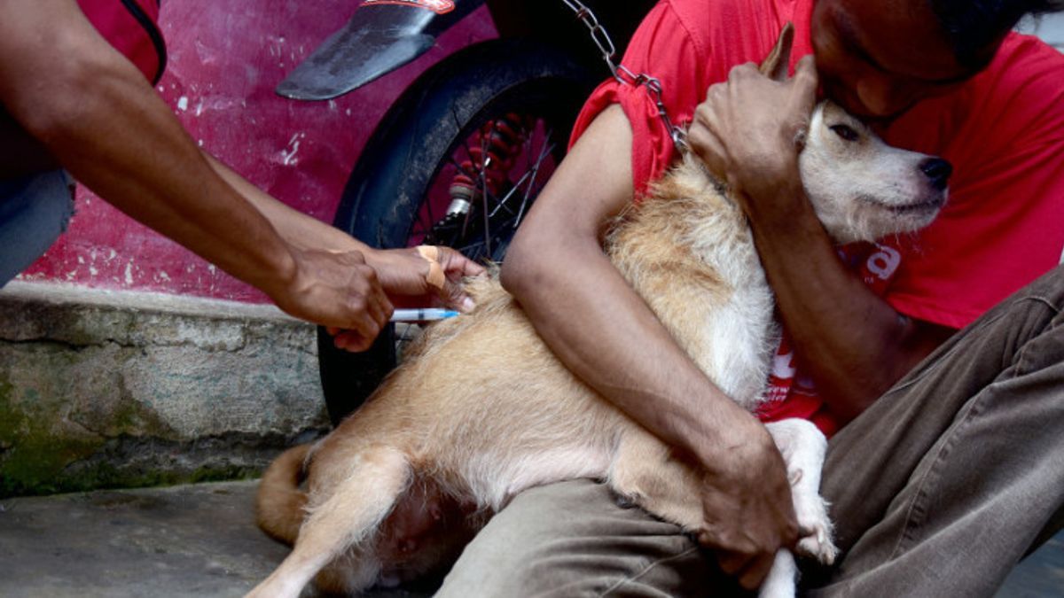 Gejala Awal Rabies pada Manusia sesuai Level atau Stadium Penyakit