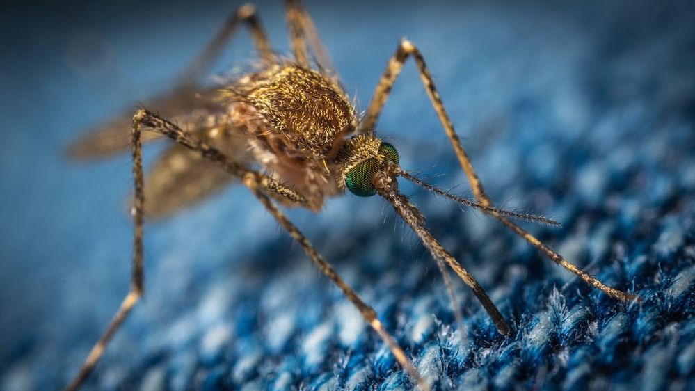 Studi: Ini Alasan Nyamuk Suka Pilih-Pilih Mangsa, Darahmu Dihisap, Orang Lain Tidak