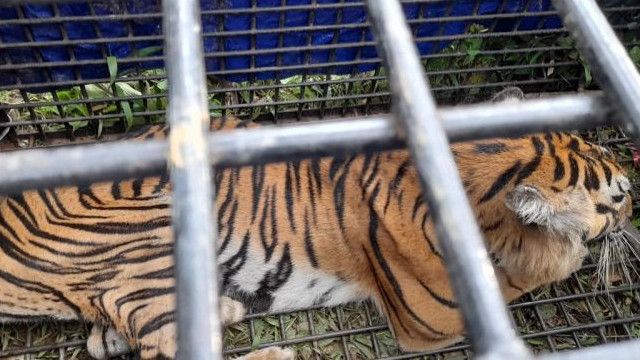 Terkam 2 Warga Saat Main Game Hingga Tewas, Harimau Sumatera di Jambi Berhasil Ditangkap