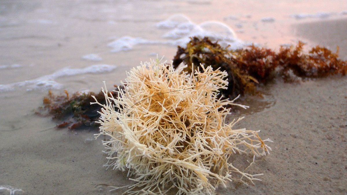 Jenis Rumput Laut yang Biasanya Dimanfaatkan sebagai Bahan Dasar Makanan