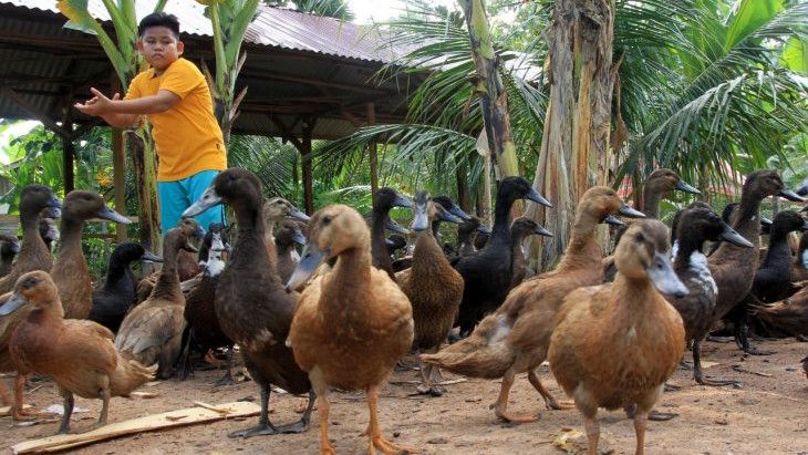 Pencuri Ratusan Bebek yang Resahkan di Jawa Barat Kini Ditangkap, Tukang Angon Sampai Disekap