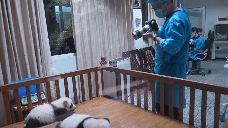 Selamat dari Gempa Sichuan China, Potret Lucu Panda Raksasa yang Menggemaskan