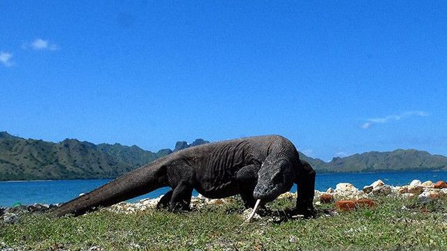 Ksp Bantah Bikin Jurrasic Park Di Pulau Rinca Turis Bisa Lihat Komodo Melintas Di Bawah Kaki 7730