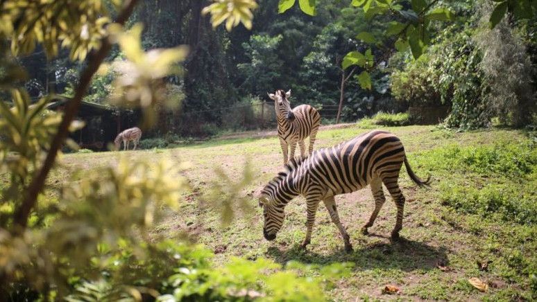 Kebun Binatang Bandung Terancam Disegel, Ini Penjelasan Plh Wali Kota