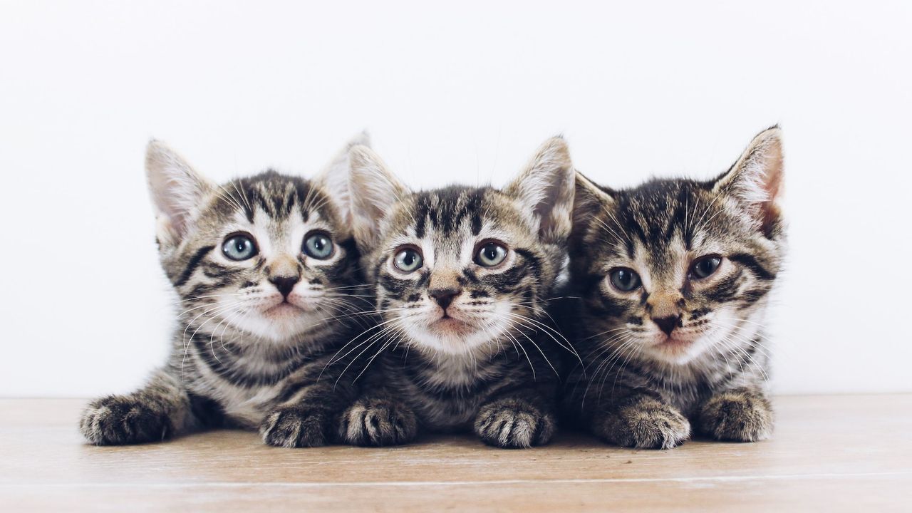 Kapan Anak Kucing Boleh Tidak Dipegang dan Seberapa Penting Vaksinasi Dilakukan?