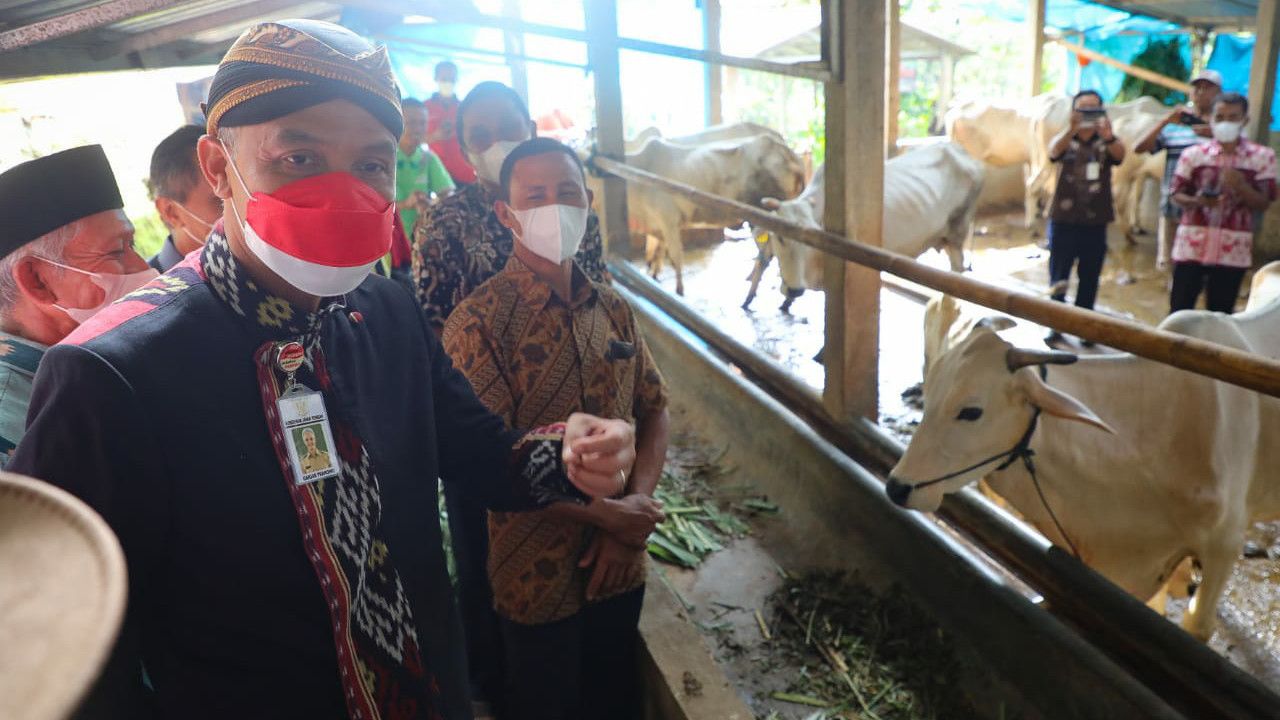 Puluhan Ternak di 13 Wilayah Jateng Kena PMK, Ganjar: Jangan Panik!