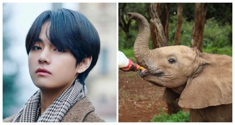 V BTS Dapat Adopsi Bayi Gajah Lucu dari Fan Garis Keras