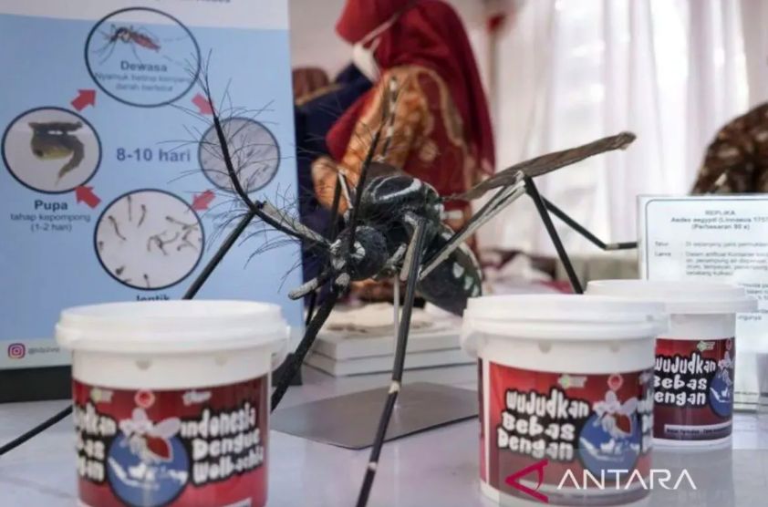 Tekan Wabah DBD, Pelepasan Nyamuk Wolbachia di Bandung akan Diperluas