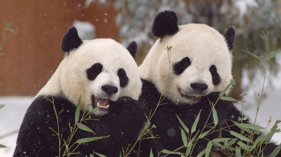 Kebun Binatang AS Perpanjang 'Diplomasi Panda' dengan Beijing