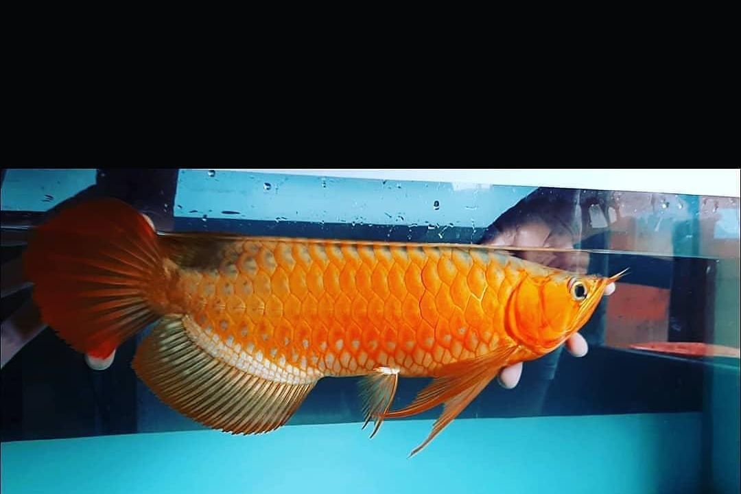 Ikan arwana (Foto: Instagram/@ikanarwanasuperred)