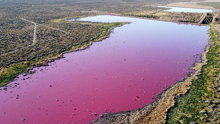 Gegara Tercemar Bahan Kimia, Air Danau di Argentina Jadi Berwarna Pink