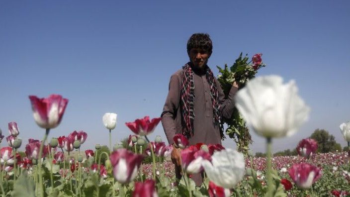 Taliban Resmi Larang Budi Daya Opium di Afganistan