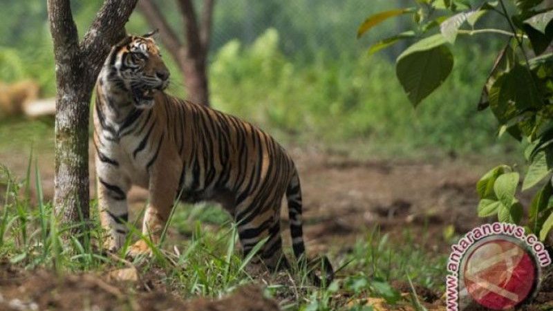 Kronologi Pekerja di Jambi Tewas Diterkam Harimau Saat Sedang Istirahat, Sempat Berteriak hingga Diseret Masuk Hutan