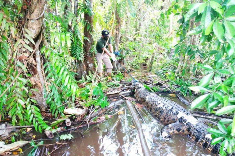 BKSDA Selidiki Penyebab Kematian Buaya di Sungai Mentaya
