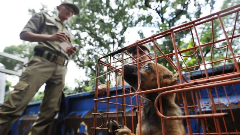 Jakarta Resmi Larang Jual-Beli Daging Anjing dan Kucing untuk Konsumsi