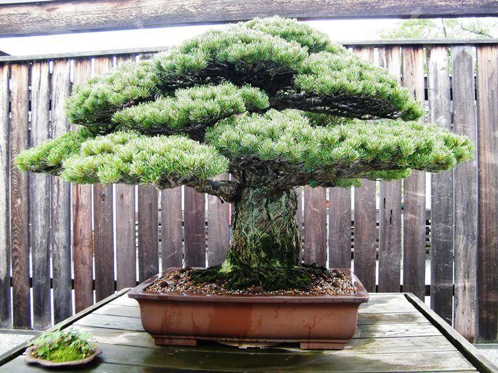 Old pine bonsai tree (Foto: Planted Shack)