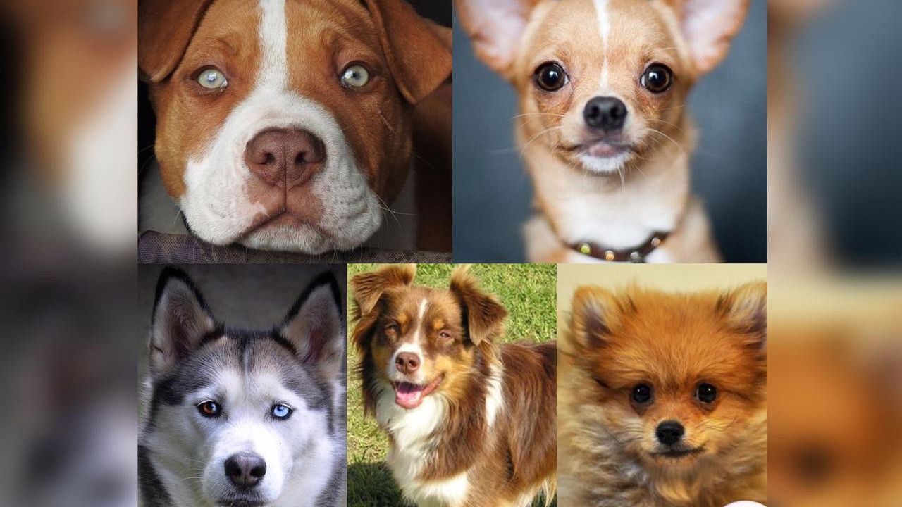 Tes Kepribadian: Anjing Pilihanmu, Ungkap Sisi Rahasia Dirimu